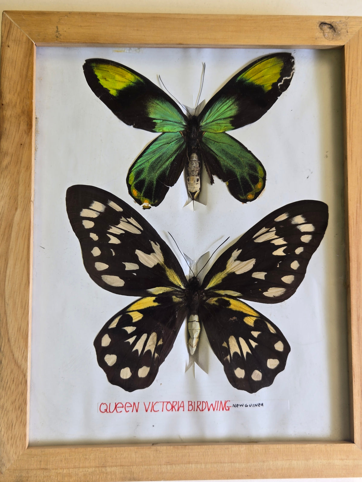 Ornithoptera victoriae maramasikensis PAIR, Birdwings