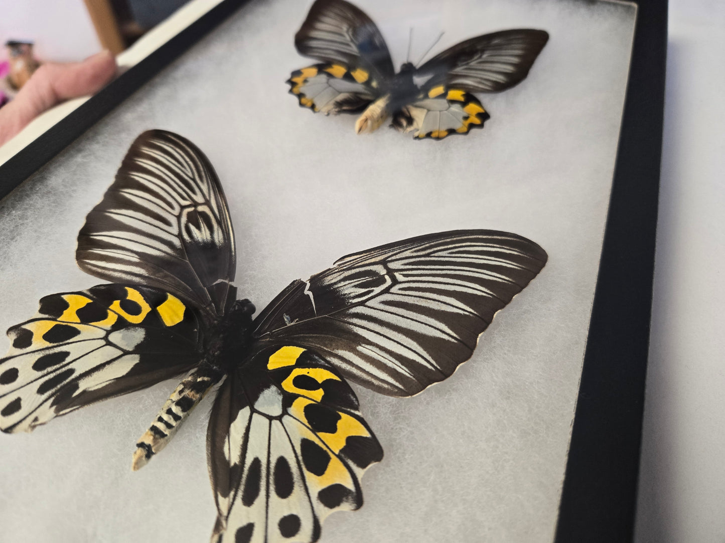 Troides hypolitus Birdwing PAIR, in Riker Frame, 'damaged'