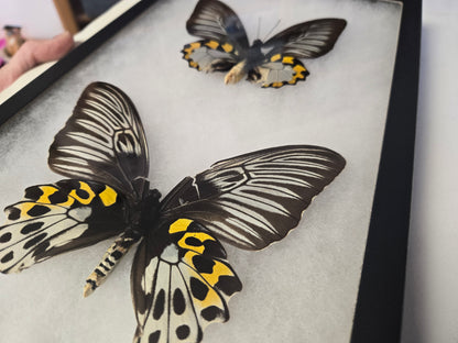 Troides hypolitus Birdwing PAIR, in Riker Frame, 'damaged'