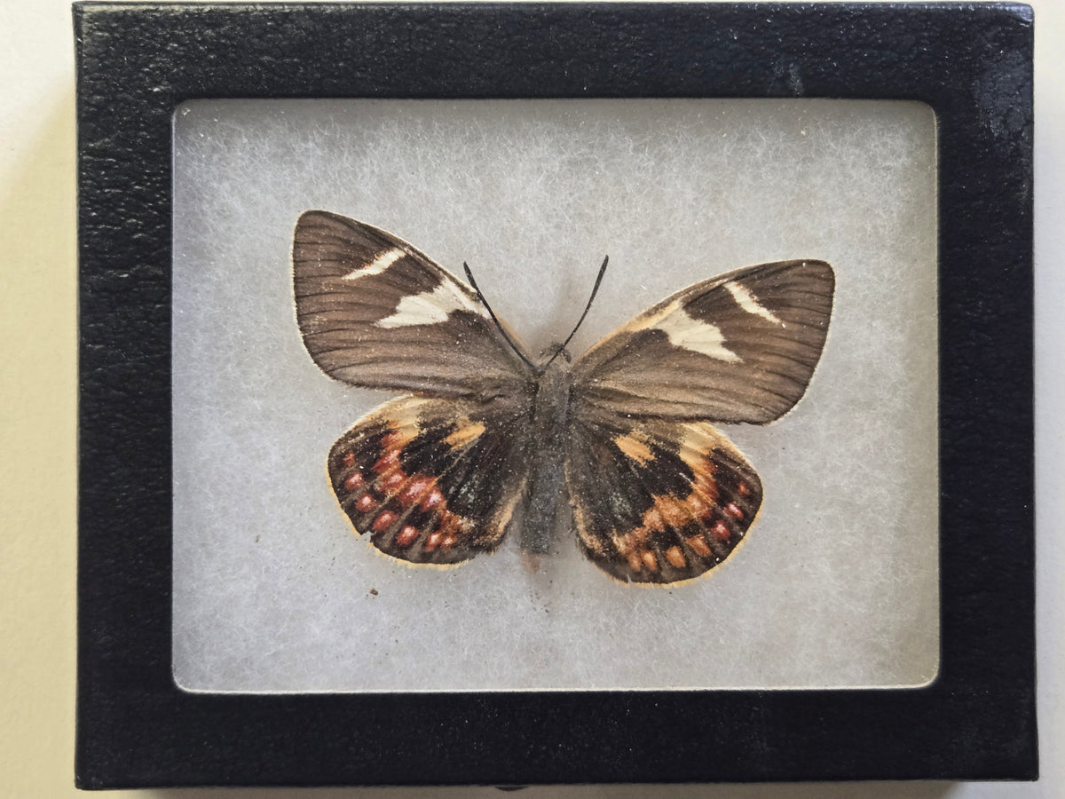 Framed Rare Castnia eudesmia, Chile Male