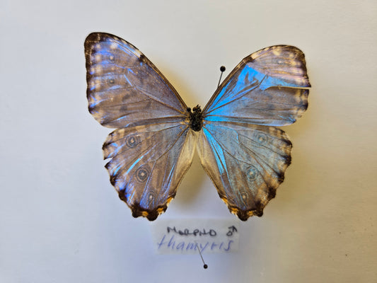 Blue Morpho, Spread Morpho portis thamyris A2 LOT 432