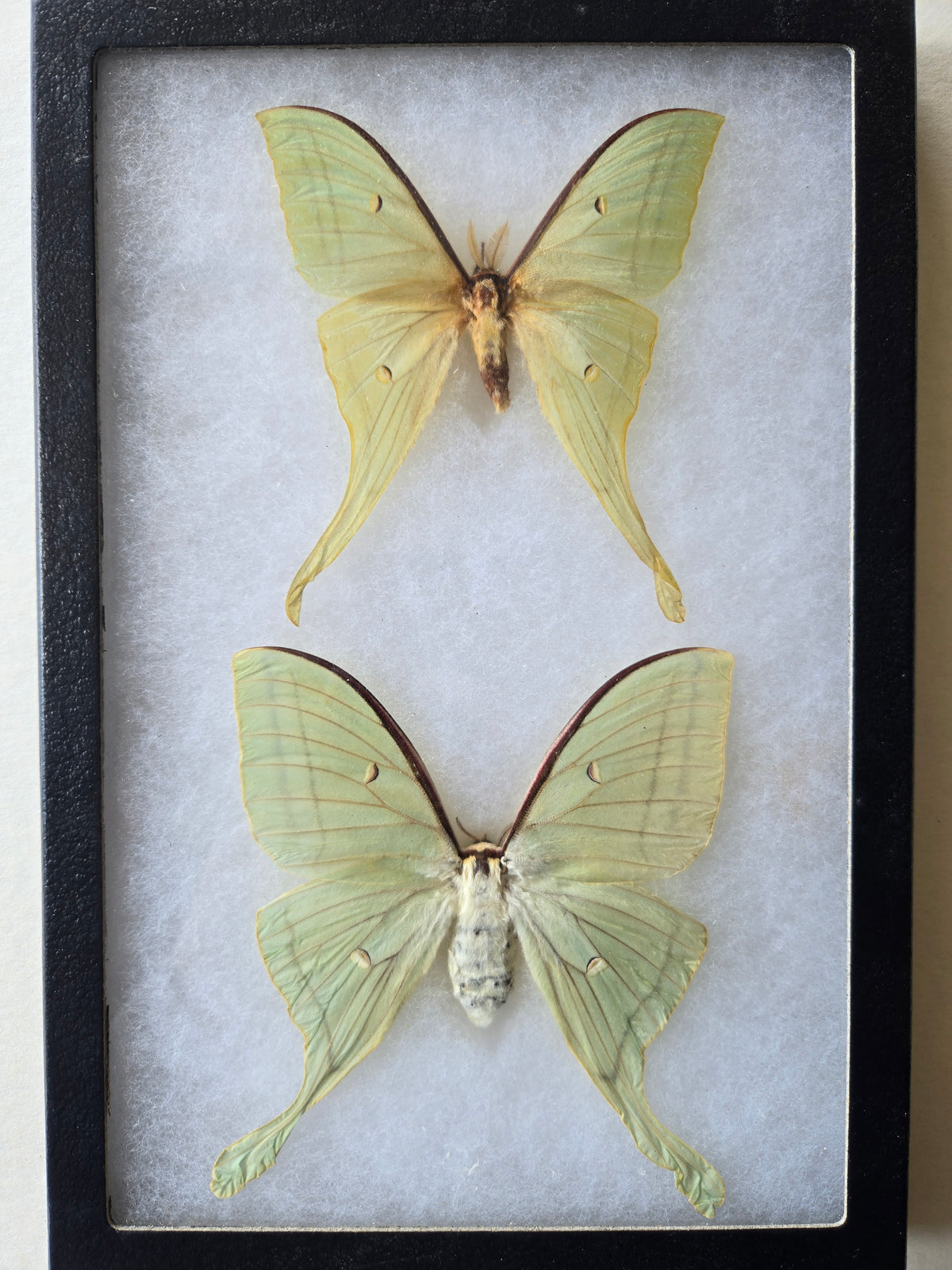 Framed Actias ningpoana, Moon Moth, PAIR
