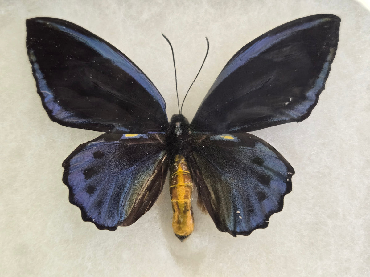 Ornithoptera priamus caelestis Birdwing PAIR