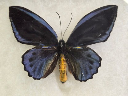 Ornithoptera priamus caelestis Birdwing PAIR