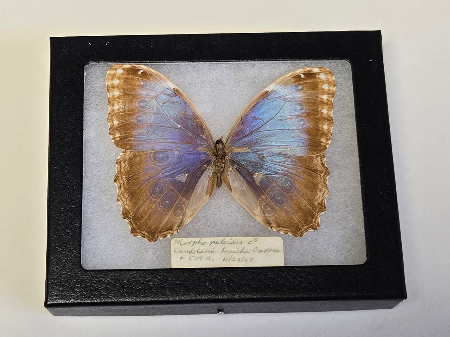 Framed Vintage Blue Morpho peleides 1967