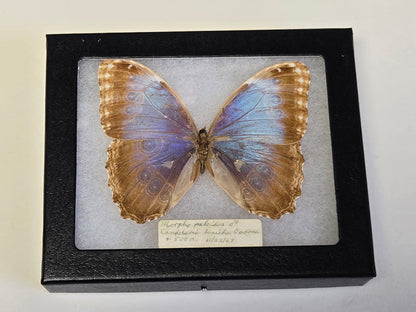 Framed Vintage Blue Morpho peleides 1967