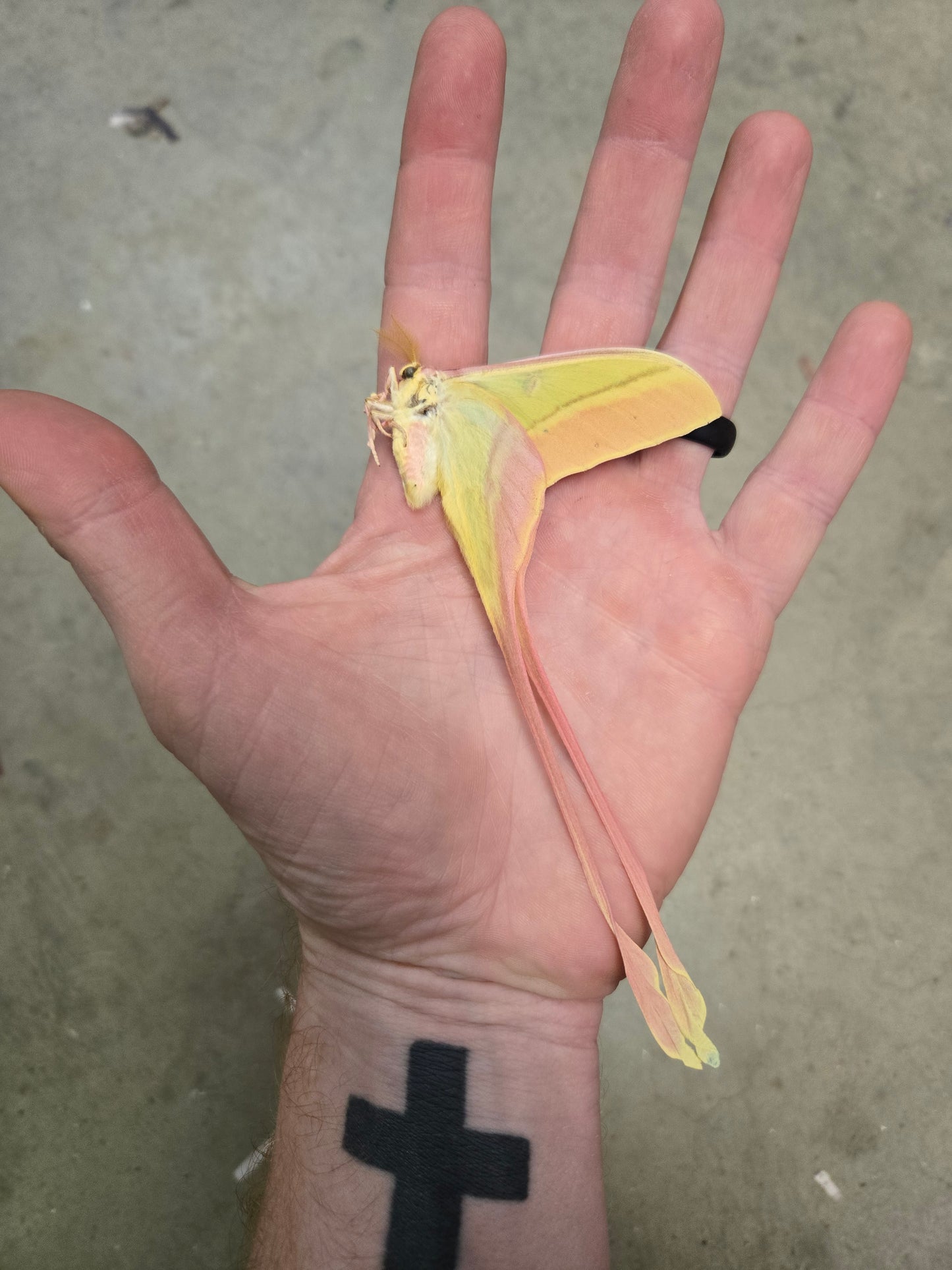 Actias dubernardi, Moon Moth, unspread