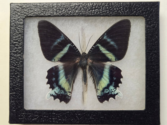 Framed Alcides agathyrsus, Dayflying Moth