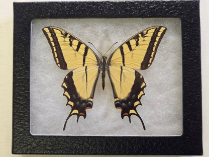 Framed Papilio multicaudata 1977
