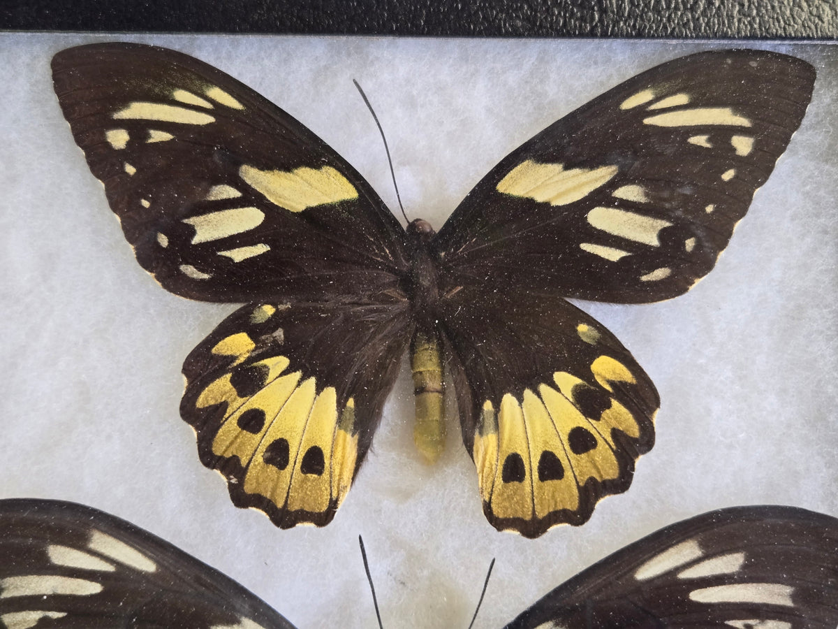 Ornithoptera priamus female variants Set of 3