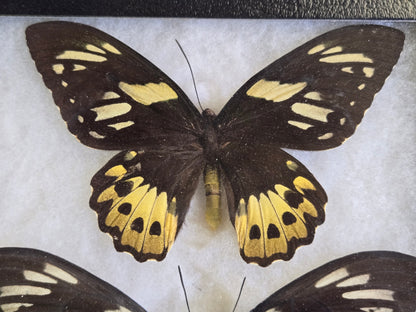 Ornithoptera priamus female variants Set of 3