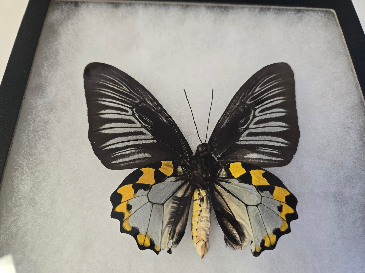 Troides hypolitus Birdwing PAIR, in Riker Frame, 'damaged'