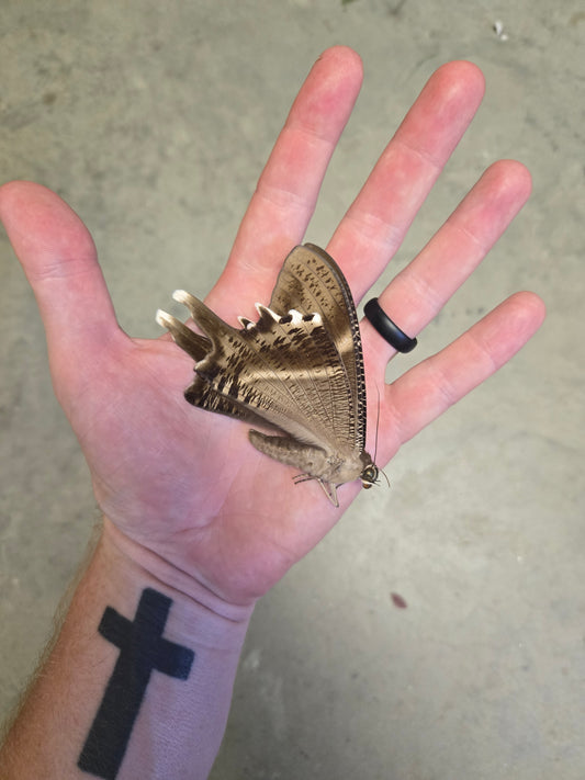 Lyssa patroclus Swallowtail Moth Male HUGE, Unspread