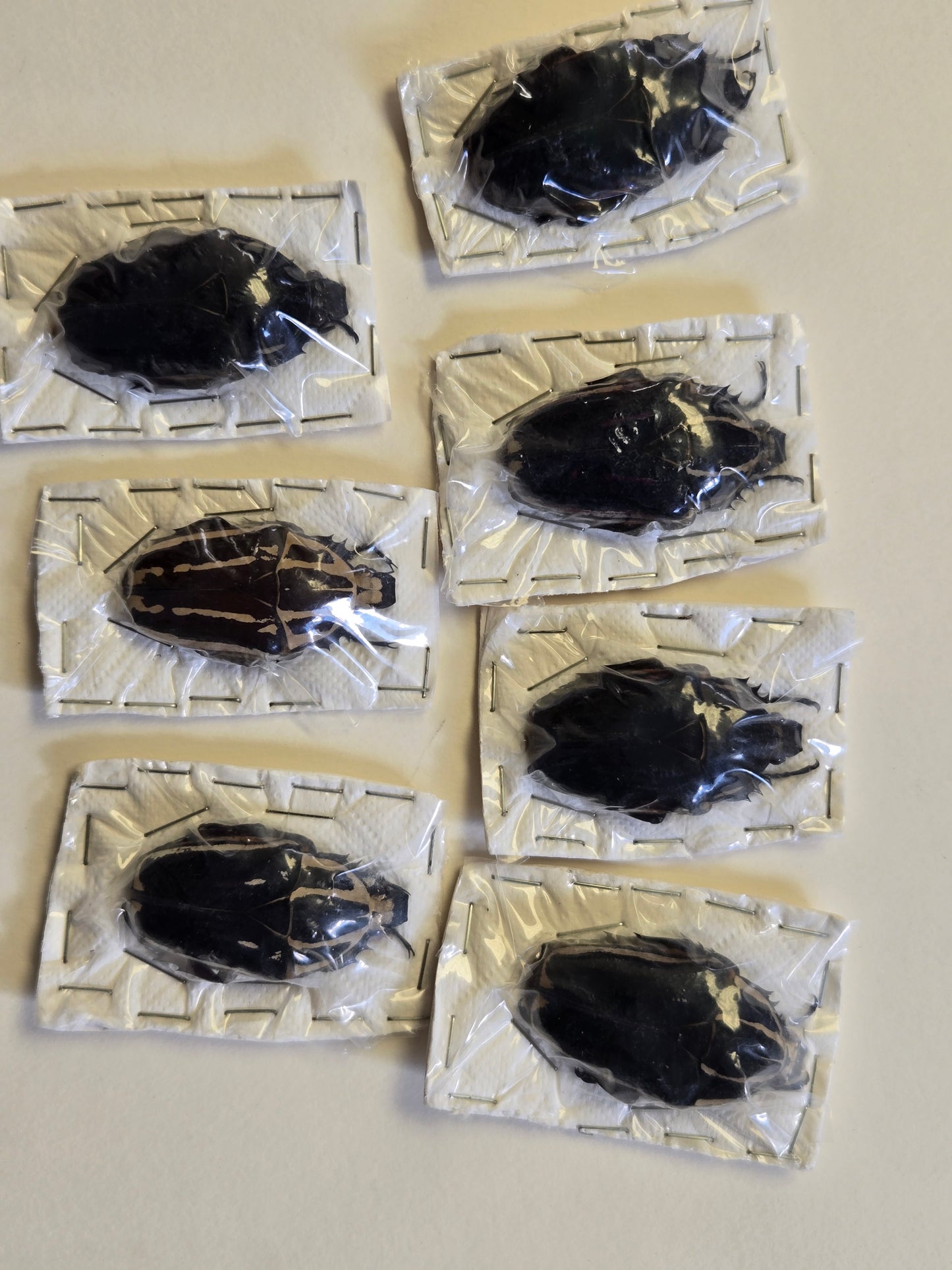 REAL Beetle 'Mecynorhina torquata' DULL COLORS-Please Read