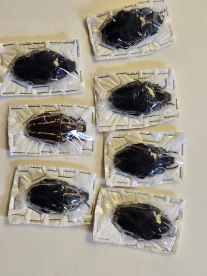 REAL Beetle 'Mecynorhina torquata' DULL COLORS-Please Read