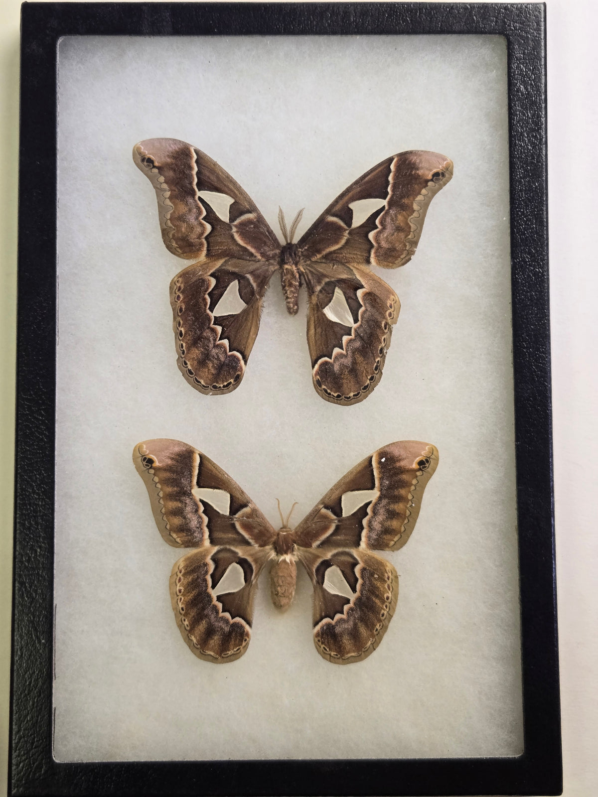 Framed Rothschildia orizaba, Silkmoth PAIR