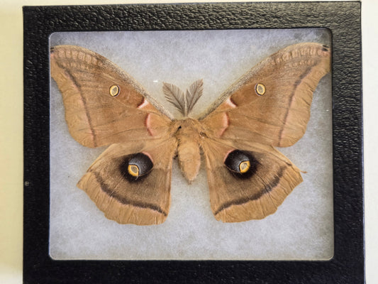 Framed Polyphemus Moth, Antheraea polyphemus