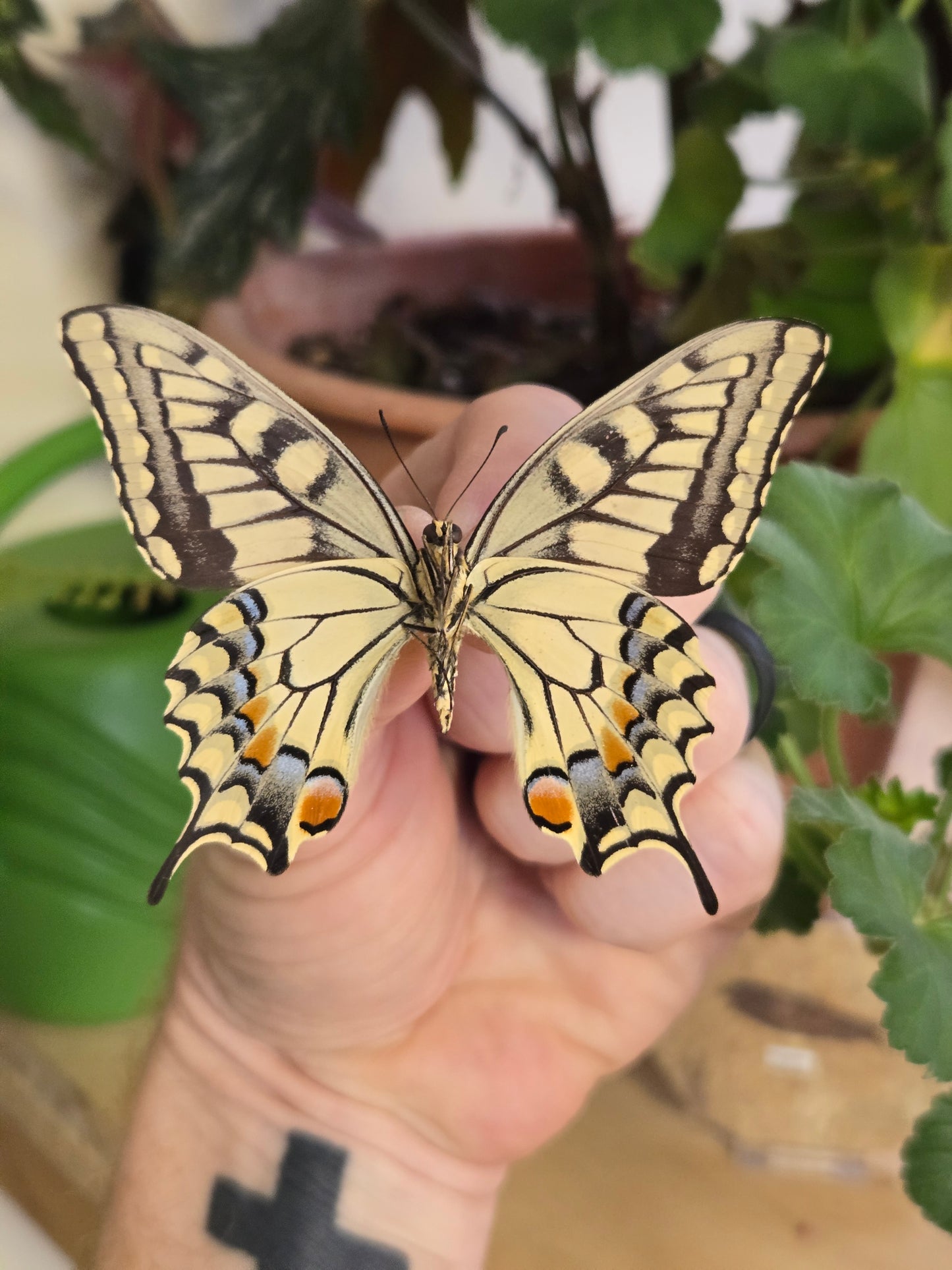 Old World Tiger Swallowtail, Papilio machaon