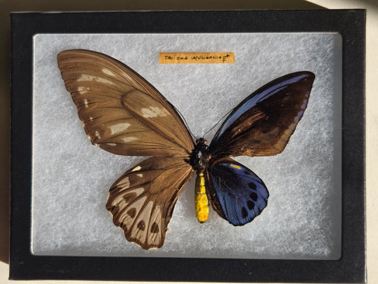 Ornithoptera p. urvillianus Gynandromorph WORLD RARITY!