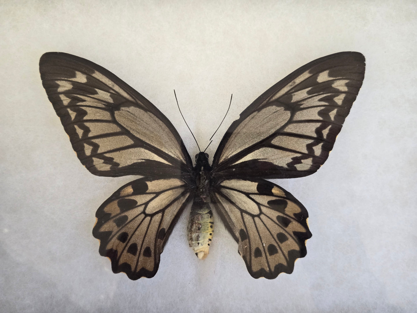 RARE Framed Ornithoptera croesus lydius Birdwing Butterfly (Wallace Golden Birdwing) Female