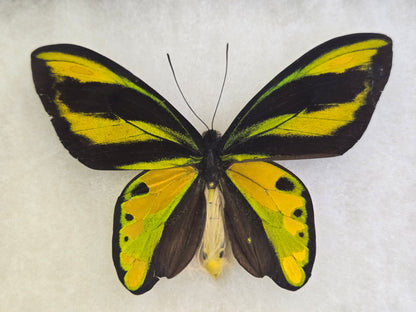 Ornithoptera tithonus misresiana, Tithonus Birdwing PAIR