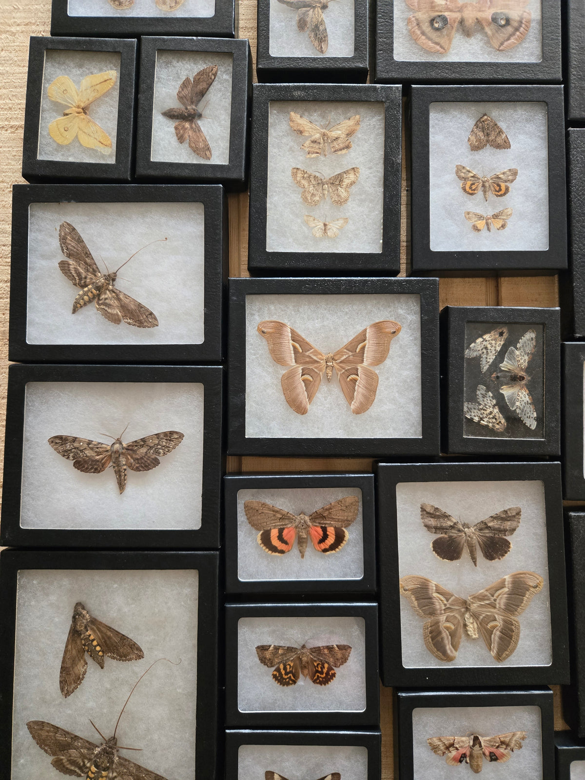 Vintage Framed Moths