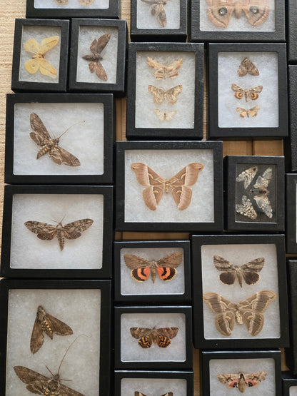 Vintage Framed Moths