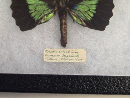 Vintage 1967 Birdwing Butterfly Troides Brookiana Framed