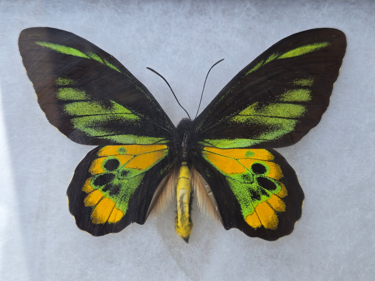 Ornithoptera rothschildi, Birdwing PAIR