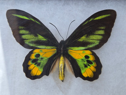 Ornithoptera rothschildi, Birdwing PAIR