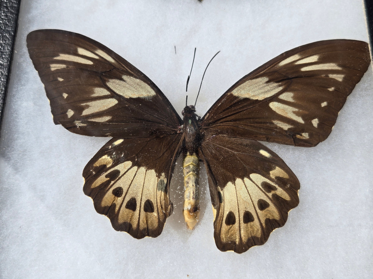Ornithoptera priamus kassandra, Birdwing PAIR-Yapen Is.