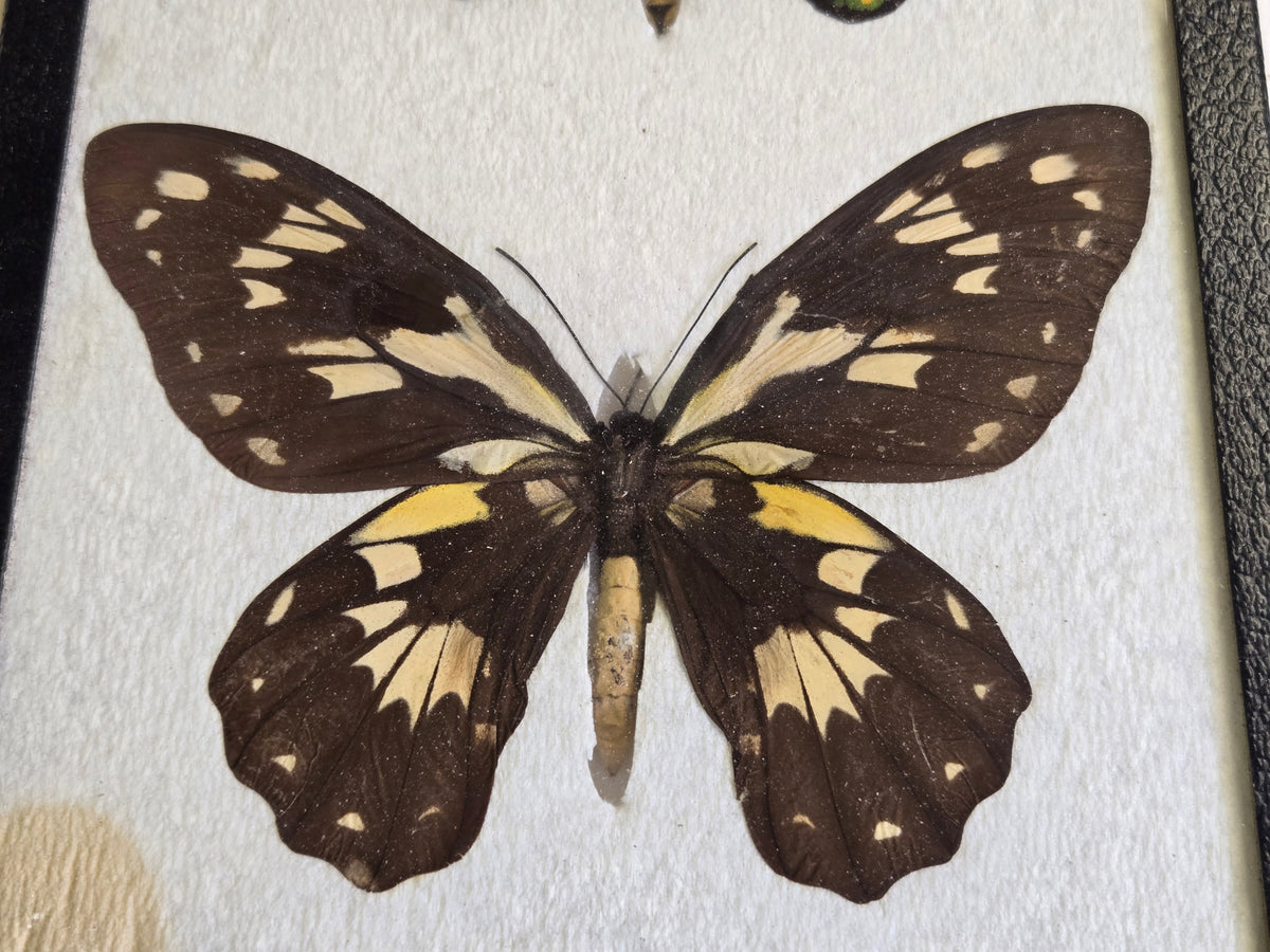 Ornithoptera victoriae regis PAIR, Birdwings- Solomon Is. 1973