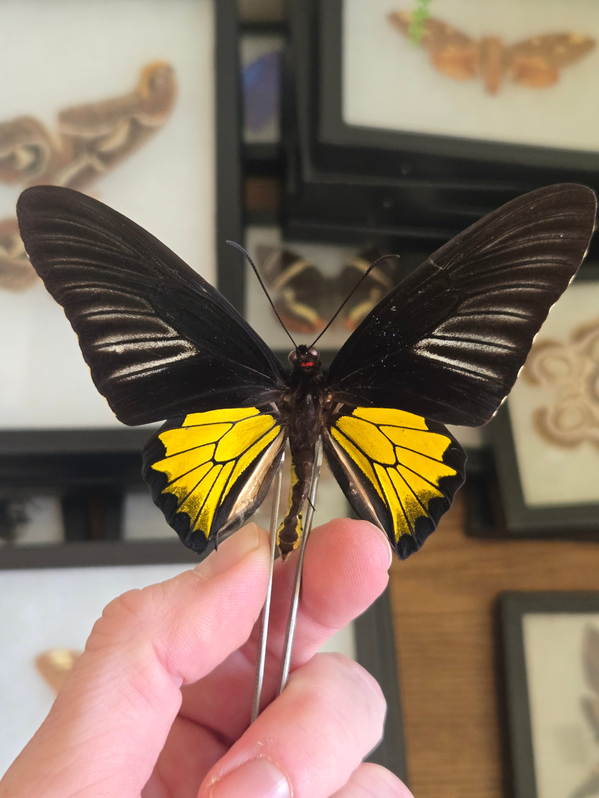 Troides rhadamantus, "Golden Birdwing", Wings Closed