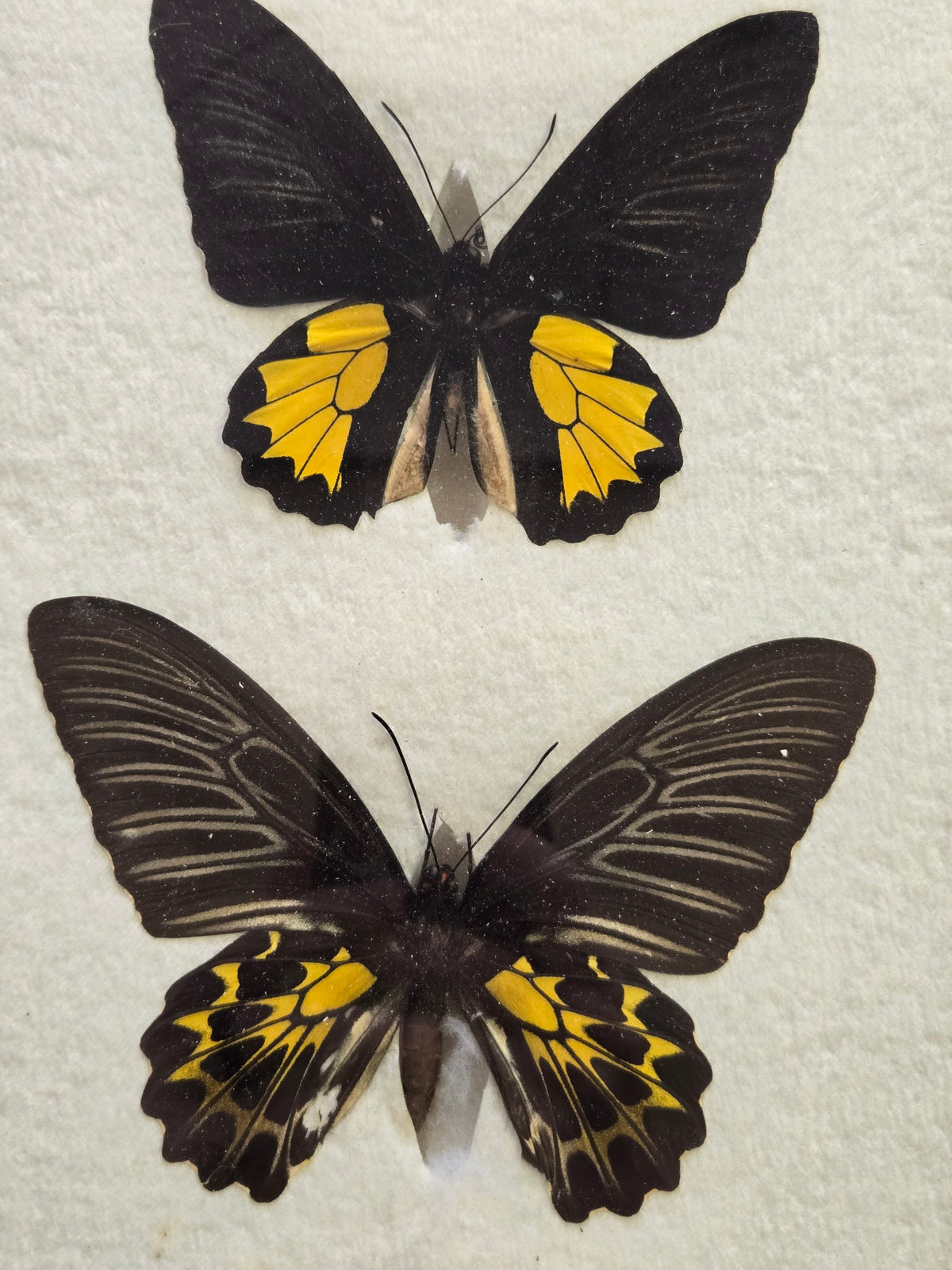 Framed RARE Troides minos -1905, India