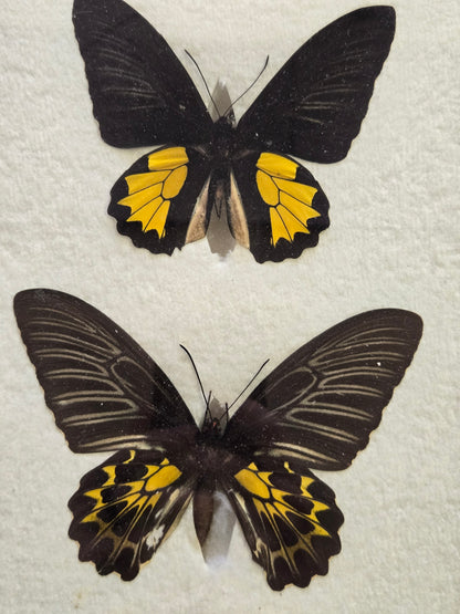 Framed RARE Troides minos -1905, India