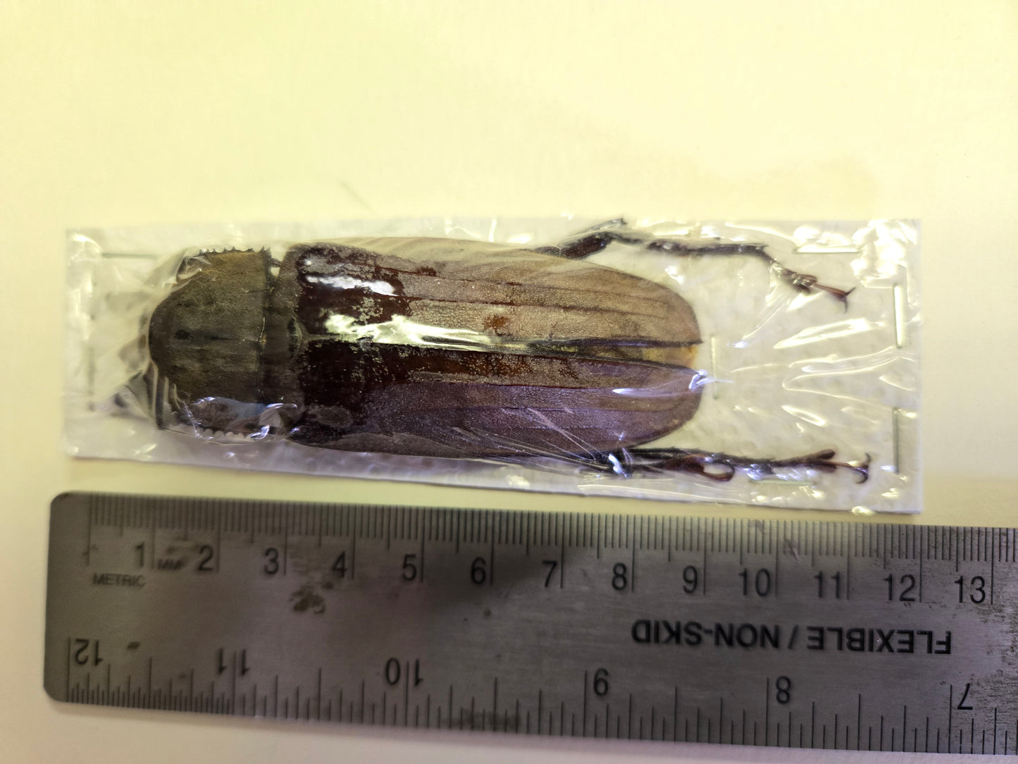 HUGE Xixuthrus microcerus longhorn beetle