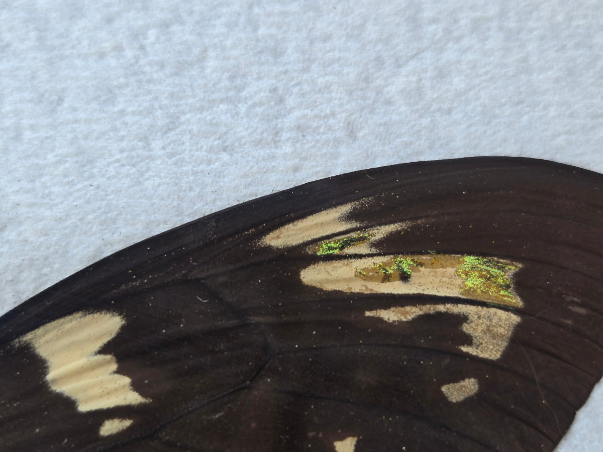 Ornithoptera goliath Female Aberration (Male coloring)
