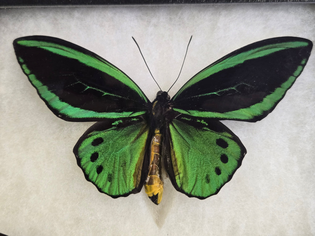 Ornithoptera priamus aruana, Birdwing PAIR- Aru, 1999