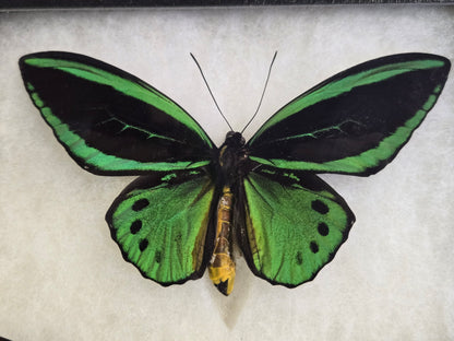 Ornithoptera priamus aruana, Birdwing PAIR- Aru, 1999