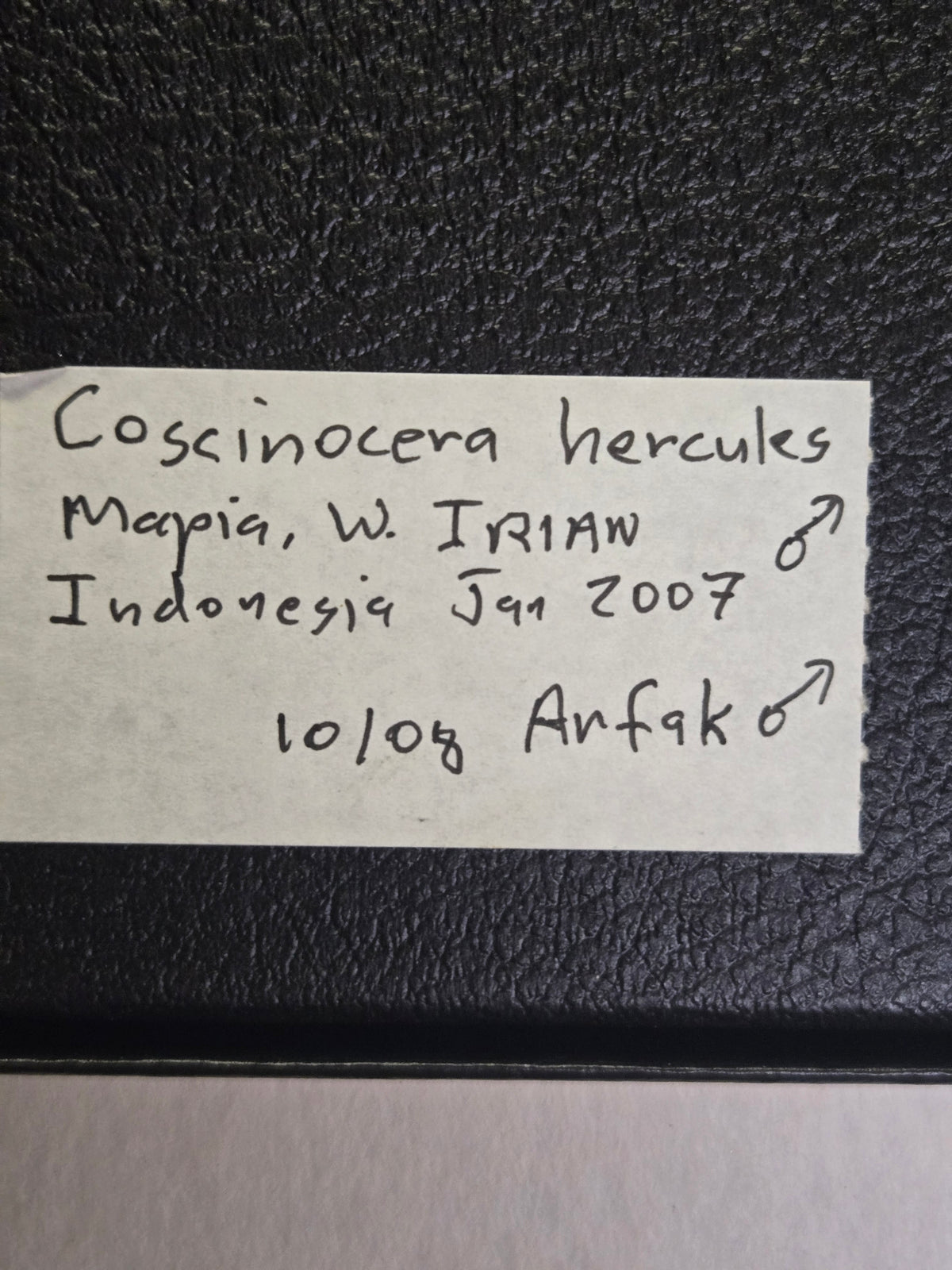 Framed RARE Coscinocera hercules PAIR
