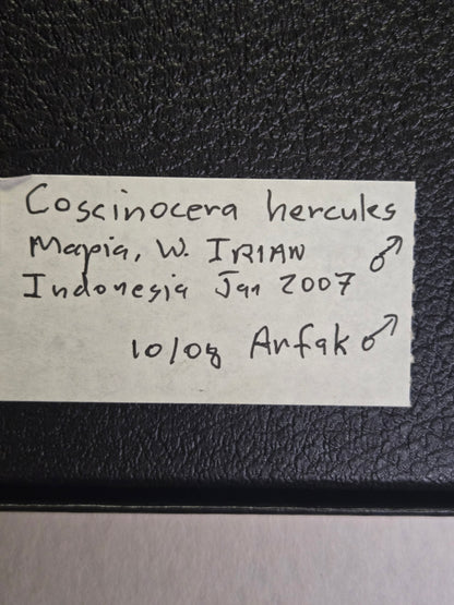 Framed RARE Coscinocera hercules PAIR