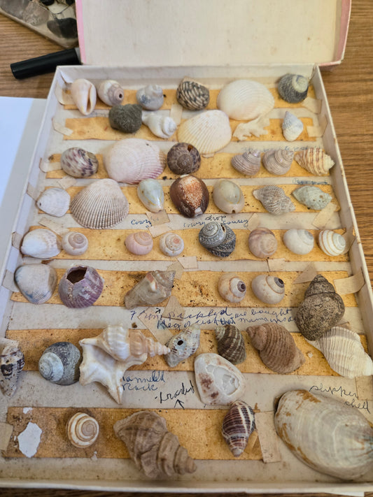 1950 Seashell Collection Fossil/Mineral Collection LOT 421