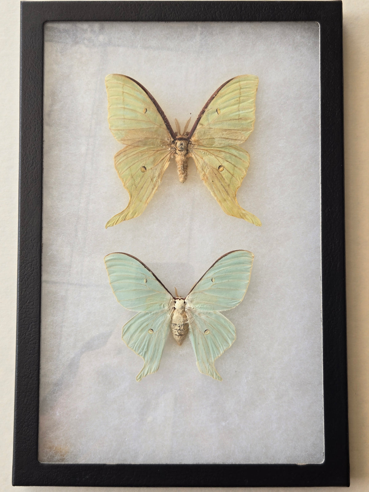 Framed Actias antemis, Japanese Luna Moth, PAIR