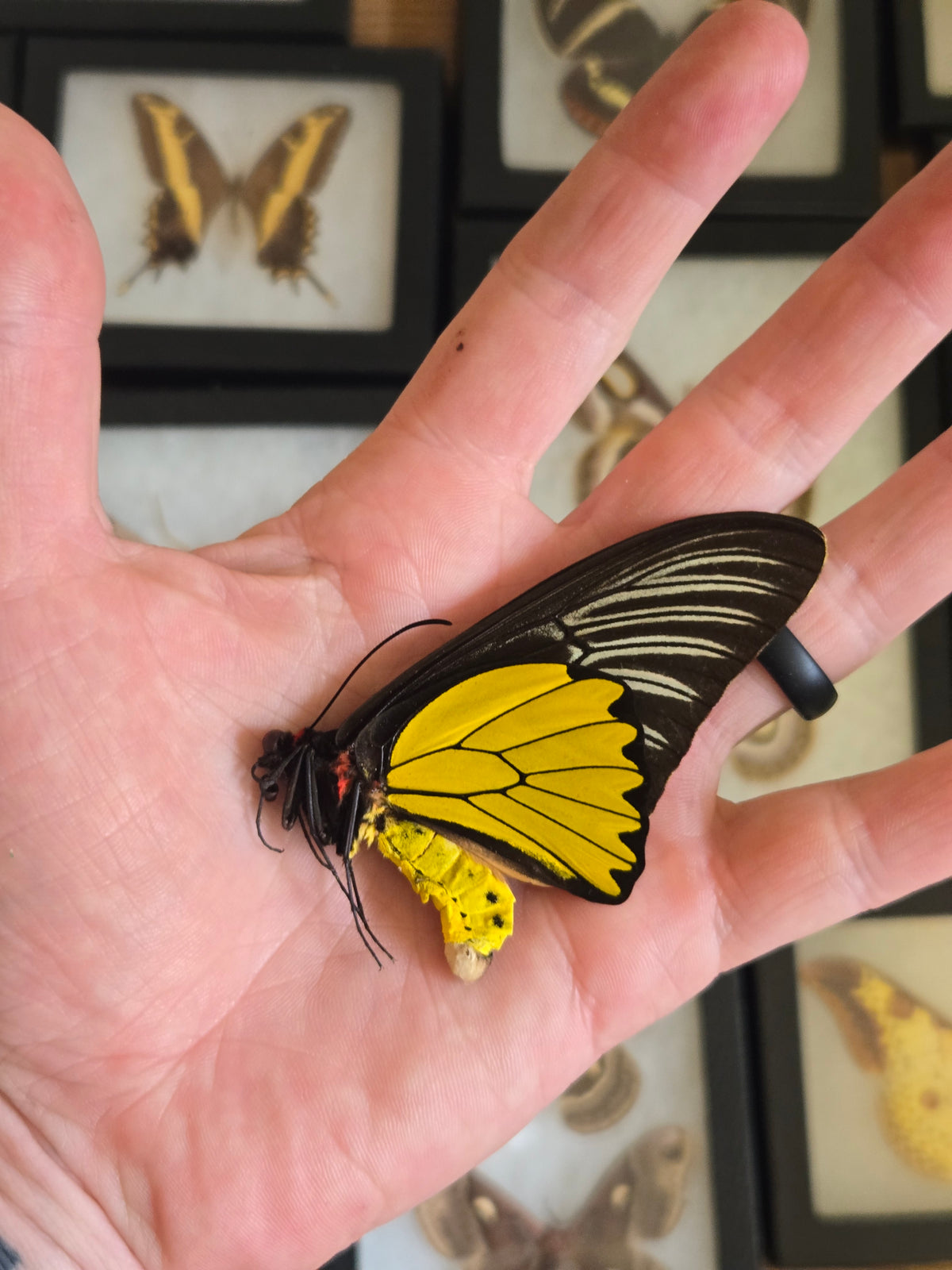 Troides magellanus, Iridescent BIRDWING -2002