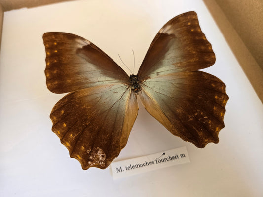 Spread Morpho telemachus LOT 452