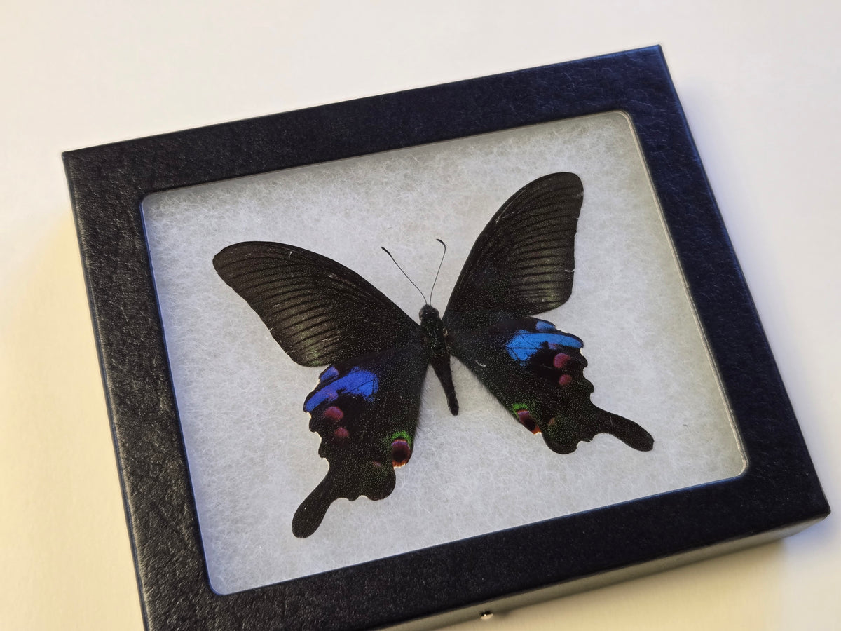 FRAMED Papilio arcturus, Blue Peacock