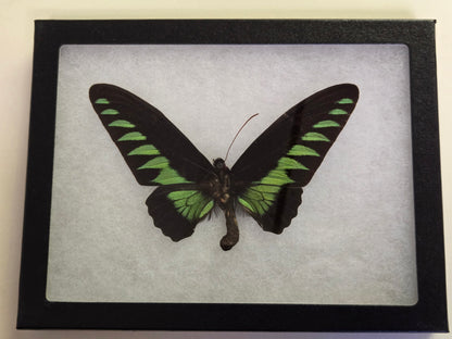 Riker framed Trogonoptera brookiana Birdwing