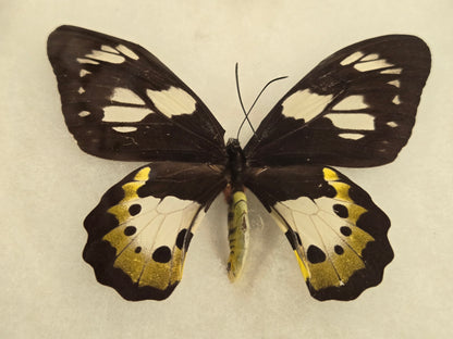 Ornithoptera meridionalis, Southern Tailed Birdwing PAIR (A2)