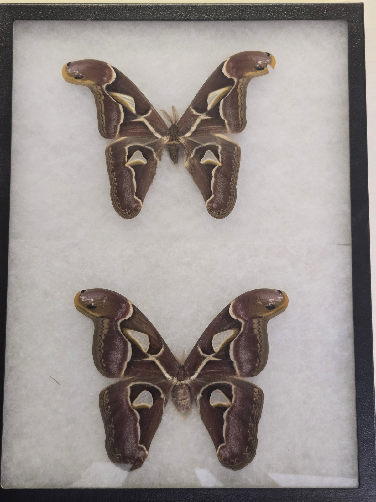 Framed Archaeoattacus edwardsii, Atlas Moth PAIR