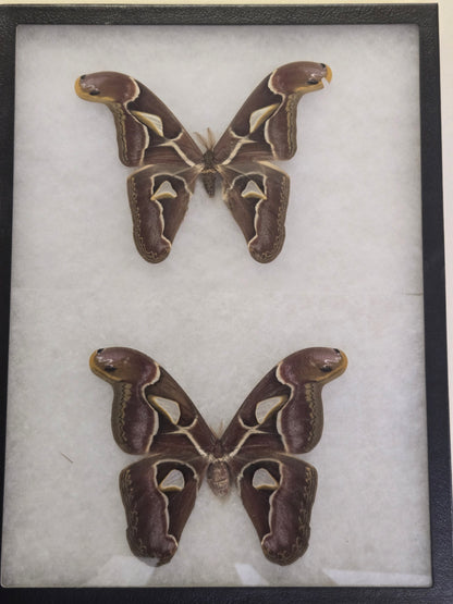 Framed Archaeoattacus edwardsii, Atlas Moth PAIR